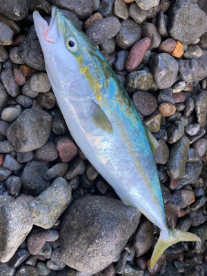 ショアジギング