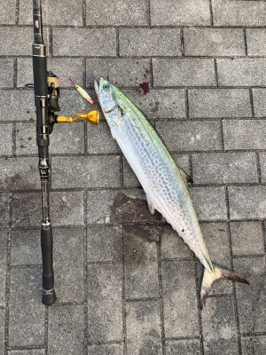 ワンバイト逃すも何とか青い牙1本。。