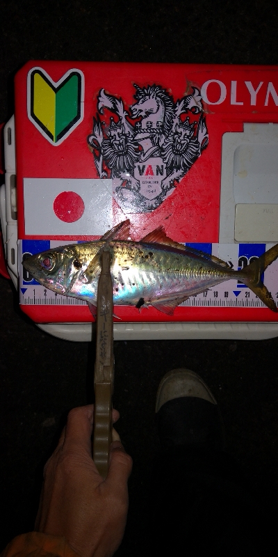 アジング練習　336  バークレーシュラッグミノー