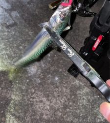 本当にアジは何処へ…