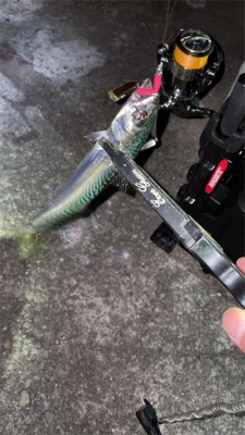 本当にアジは何処へ…