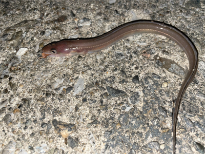 ヒイカ&アナゴ調査