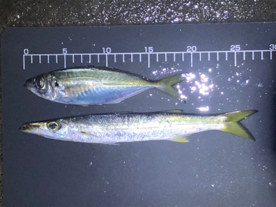 小アジ爆釣するも、中アジは不在…