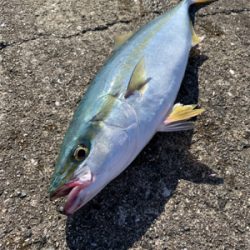 撃腰痛中に釣りに（笑）