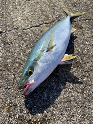 撃腰痛中に釣りに（笑）