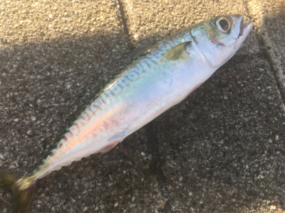 ノマセ、サバのサイズが‥