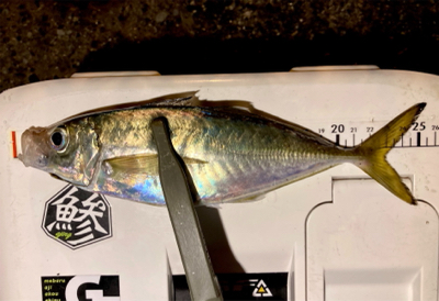 やっと中アジ(๑˃̵ᴗ˂̵)