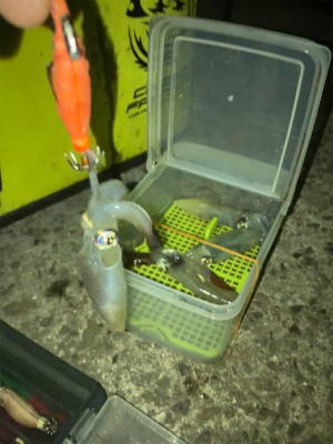 ヒイカはボトムで反応(^。^)