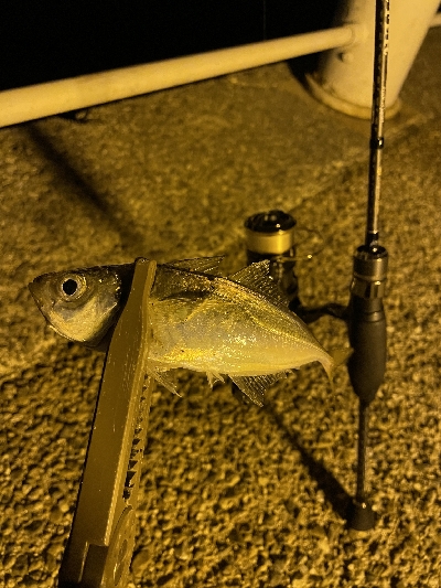 ショアジギング朝練！