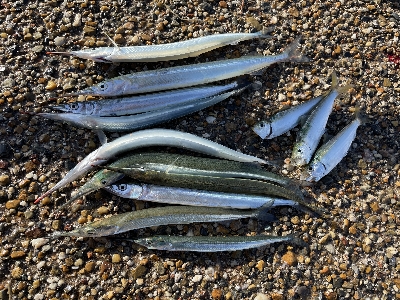 舞洲朝練 アジからのサヨリ