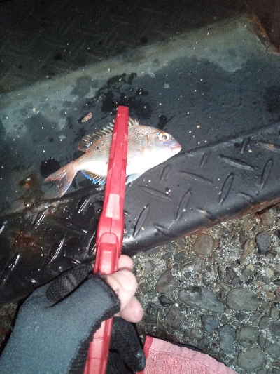 メバリングの筈が