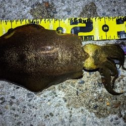 ちょこっとエギング