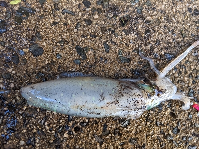 朝マズメエギング