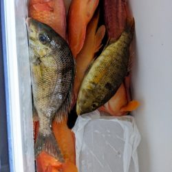 テンヤ五目釣り