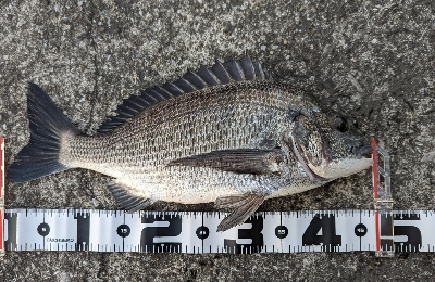 ショアジギング