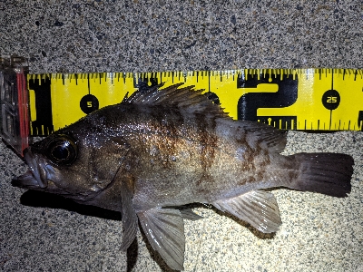 エギングからの…