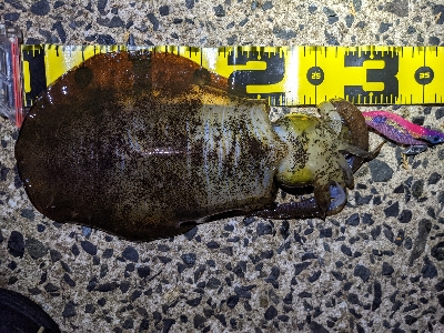 朝マズメ狙いエギング