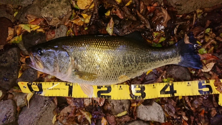 ビッグベイトで2本