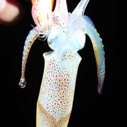 ヒイカ今シーズン初ホーム