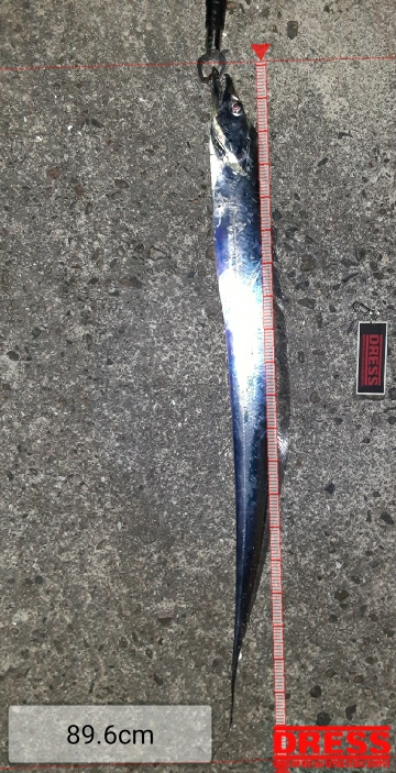 夕まずめタチウオ