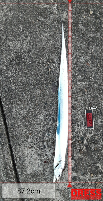 夕まずめタチウオ