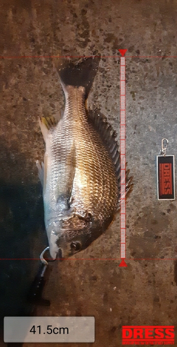 湾奥タチウオ調査