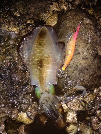 秋のキロアップ