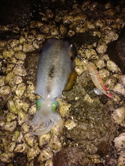 良型揃ってきました！