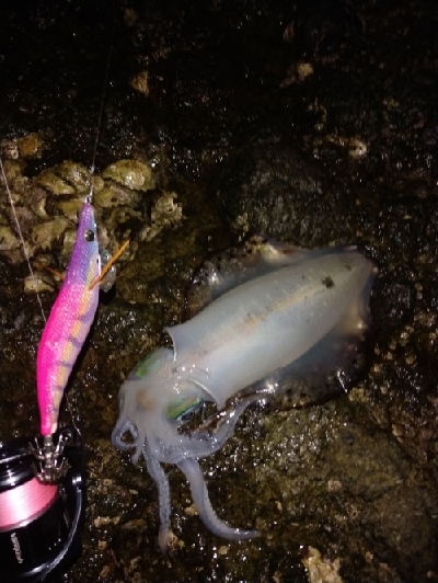 良型来ました！