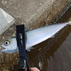 久しぶりの食い気