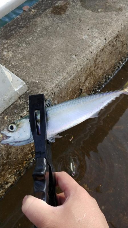 久しぶりの食い気