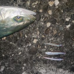 マッチtheベイト！