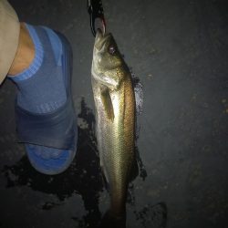 ルアーでこのサイズは初めて