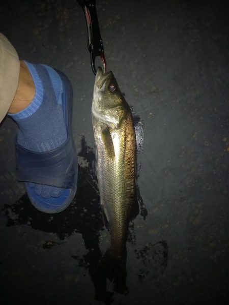 ルアーでこのサイズは初めて