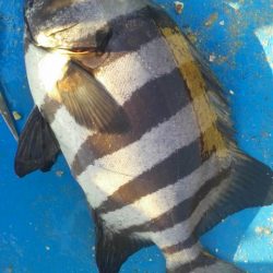 石鯛(中型)(小型)