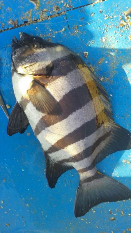 石鯛(中型)(小型)