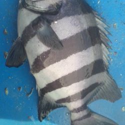 石鯛(中型)(小型)