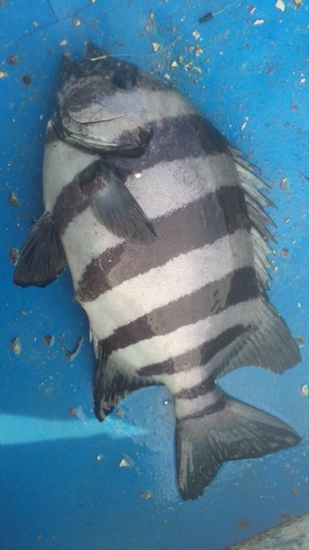 石鯛(中型)(小型)