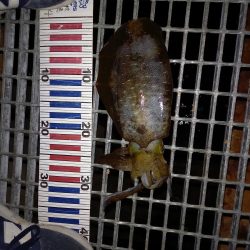 イカ！サバ！アジ！