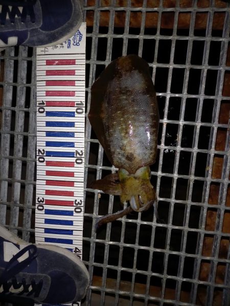 イカ！サバ！アジ！