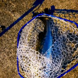 メジロとシーバス