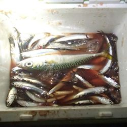 カタクチは無限