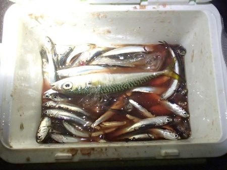 カタクチは無限