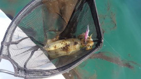 シーズン終盤戦