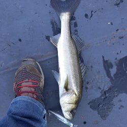 デイゲームはボチボチでした