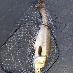 久しぶりのランカーサイズ