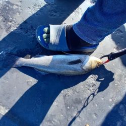 上げ潮が効いてきた頃に