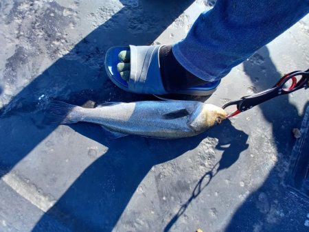 上げ潮が効いてきた頃に