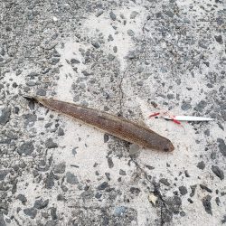 天気恵まれ最初の取れてたら満点だったのに、、!