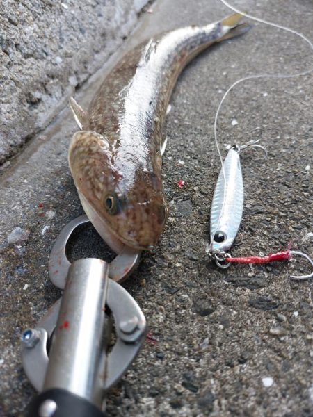 プチsalt water game